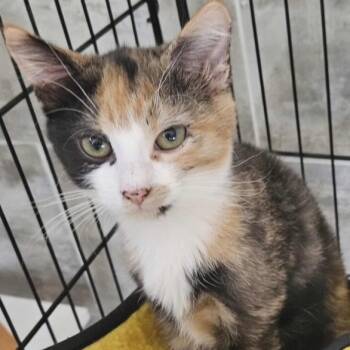 Rescue Domestic Short Hair Cats for Adoption in Debary, Florida - Cleo | PetCurious
