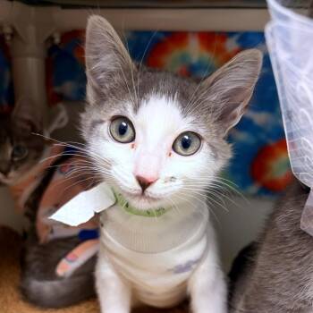 Tapatio -  Domestic Short Hair Cat for Adoption in Woodinville, Washington - Tapatio | PetCurious