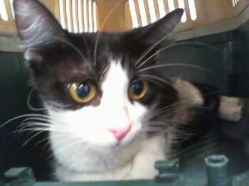 FAZLA -  Domestic Medium Hair Cat for Adoption in Charlotte, North Carolina - FAZLA | PetCurious