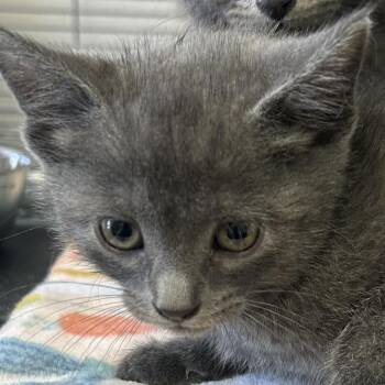 Domestic Short Hair Cats Available for Adoption in Hannibal, Missouri - Thyme | PetCurious