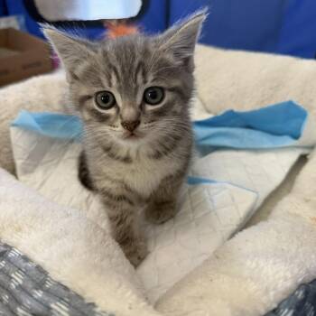 Domestic Short Hair Cats Available for Adoption in Skokie, Illinois - Zack (k2026) | PetCurious