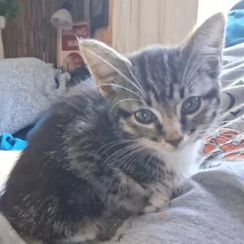 Sabrina -  American Shorthair Cat for Adoption in Calimesa, California - Sabrina | PetCurious