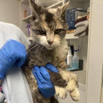 Bandit -  Domestic Short Hair Cat for Adoption in Harrisonburg, Virginia - Bandit | PetCurious