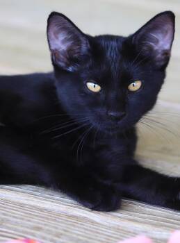 Rescue Domestic Short Hair Cats for Adoption in North Fort Myers, Florida - Muffin | PetCurious