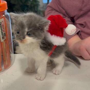 Domestic Long Hair Cats Available for Adoption - King George III | PetCurious