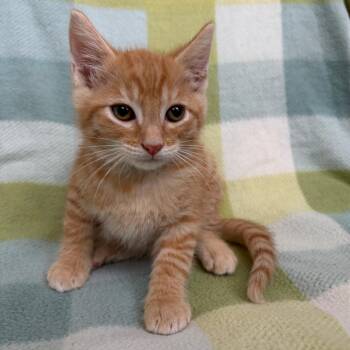 Terrance -  Domestic Short Hair Cat for Adoption in West Point, Mississippi - Terrance | PetCurious