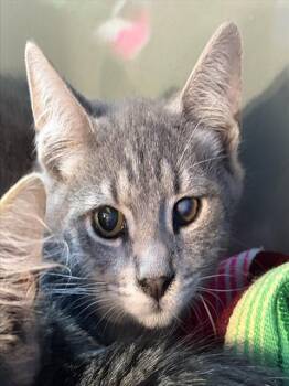 RAPHAEL -  Domestic Medium Hair Cat for Adoption in Westminster, Maryland - RAPHAEL | PetCurious