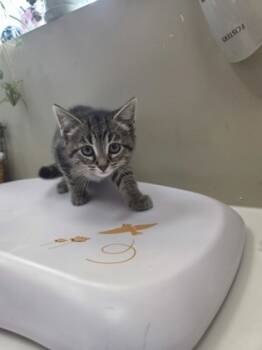 Rescue Domestic Short Hair Cats for Adoption in Fishers, Indiana - Wingdings | PetCurious