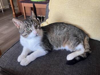 Theo -  Domestic Short Hair Cat for Adoption in Hamilton, Ontario - Theo | PetCurious