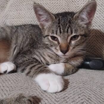 Rescue Domestic Short Hair Cats for Adoption in Ferndale, Washington - Bandit | PetCurious