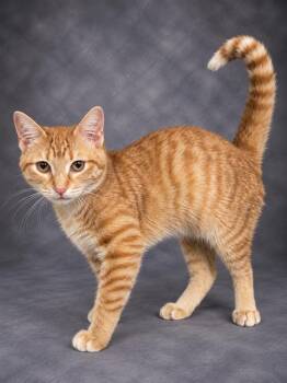 GINA -  Domestic Short Hair Cat for Adoption in Winter Haven, Florida - GINA | PetCurious