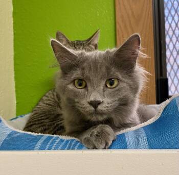 Olivia -  Domestic Medium Hair Cat for Adoption in Fargo, North Dakota - Olivia | PetCurious
