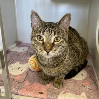 Blade -  Domestic Short Hair Cat for Adoption in Wheeling, Illinois - Blade | PetCurious