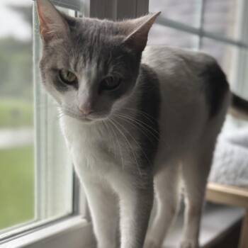 Domestic Short Hair Cats Available for Adoption in La Grange, Kentucky - Cleo | PetCurious