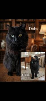 Dabs & Badgie -  Domestic Medium Hair Cat for Adoption in Chilliwack, British Columbia - Dabs & Badgie | PetCurious