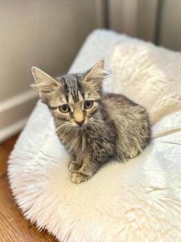 Lynn -  Domestic Medium Hair Cat for Adoption in Sullivan, Indiana - Lynn | PetCurious
