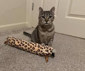 Rescue Domestic Short Hair Cats for Adoption in Gladstone, Oregon - Maisey | PetCurious