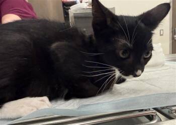 Domestic Short Hair Cats Available for Adoption in Baytown, Texas - ALASTOR | PetCurious