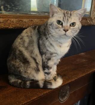 PENNY -  British Shorthair Cat for Adoption in Indianapolis, Indiana - PENNY | PetCurious