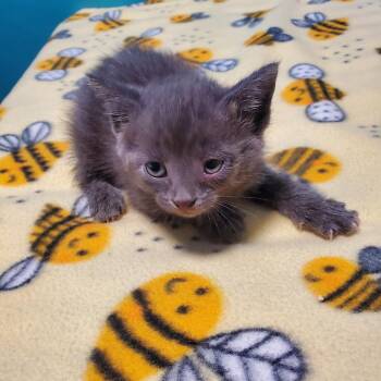 Emberlyn -  Domestic Short Hair Cat for Adoption in Jefferson City, Tennessee - Emberlyn | PetCurious