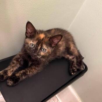 Merriweather -  Domestic Medium Hair Cat for Adoption in Dearborn, Michigan - Merriweather | PetCurious