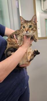 Nubs -  Domestic Short Hair Cat for Adoption in Athens, Tennessee - Nubs | PetCurious