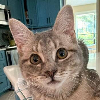 Twyla Allen-CA -  Domestic Short Hair Cat for Adoption in Tallahassee, Florida - Twyla Allen-CA | PetCurious