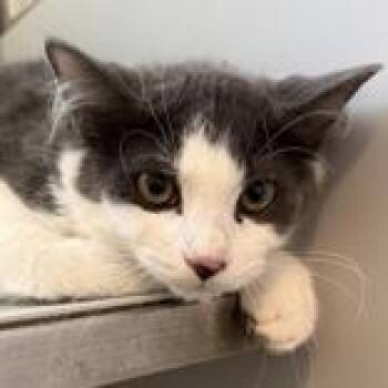 Squiggy -  Domestic Short Hair Cat for Adoption in Lansing, Michigan - Squiggy | PetCurious