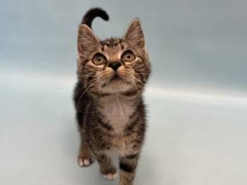 Dopey -  Domestic Short Hair Cat for Adoption in Golden Valley, Minnesota - Dopey | PetCurious