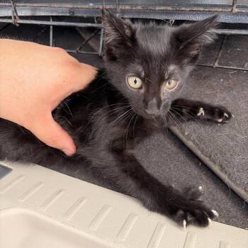 Fortune -  Domestic Short Hair Cat for Adoption in Marshall, Texas - Fortune | PetCurious