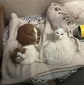 Rescue Domestic Short Hair Cats for Adoption in Concord Farr, Tennessee - Beauty And Brave | PetCurious