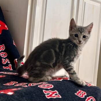 Birria -  Domestic Short Hair Cat for Adoption in Candler, North Carolina - Birria | PetCurious