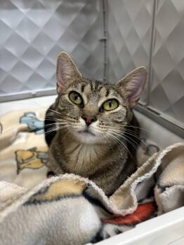 Rescue Domestic Short Hair Cats for Adoption in Franklin, North Carolina - Storm | PetCurious