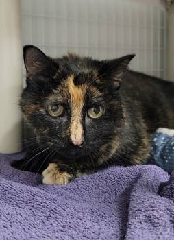 Rescue Domestic Medium Hair and Domestic Short Hair Cats for Adoption in Elmira, New York - Annie | PetCurious
