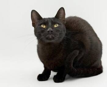 April -  Domestic Short Hair Cat for Adoption in Bowling Green, Kentucky - April | PetCurious