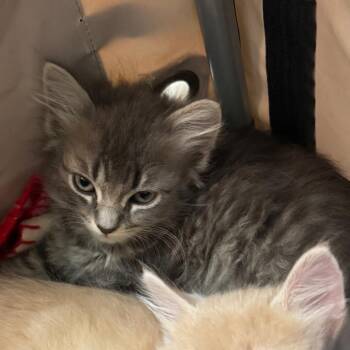 Domestic Long Hair Cats Available for Adoption in Buellton, California - Amaranth | PetCurious