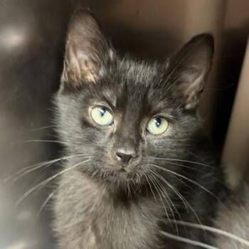 Bart -  Domestic Medium Hair Cat for Adoption in North Myrtle Beach, South Carolina - Bart | PetCurious