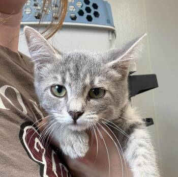 Nugget -  Domestic Short Hair Cat for Adoption in Bolivar, Missouri - Nugget | PetCurious
