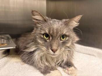 Domestic Short Hair Cats Available for Adoption - TITAN | PetCurious