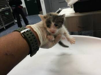 Domestic Short Hair Cats Available for Adoption in Thousand Palms, California - A1914030 | PetCurious