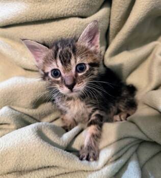 Rescue Domestic Short Hair Cats for Adoption in Columbia, South Carolina - Norm | PetCurious