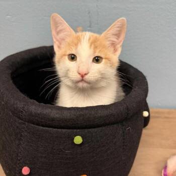 Pier -  Domestic Short Hair Cat for Adoption in NEW PT RICHEY, Florida - Pier | PetCurious