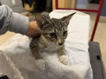 MING -  Domestic Short Hair Cat for Adoption in Doral, Florida - MING | PetCurious