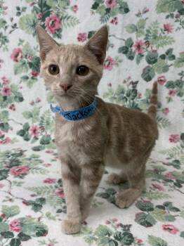 261076  Jackson -  Domestic Short Hair Cat for Adoption in Wetumpka, Alabama - 261076  Jackson | PetCurious