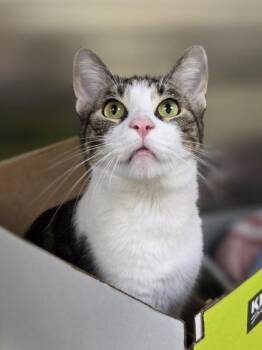 Captain Man -  Domestic Short Hair Cat for Adoption in Westland, Michigan - Captain Man | PetCurious