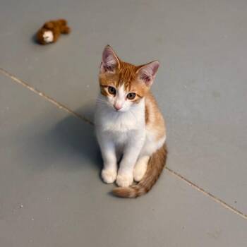 Simba -  American Shorthair Cat for Adoption in Salt Lake City, Utah - Simba | PetCurious