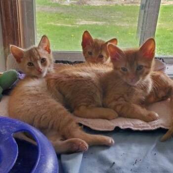 Domestic Short Hair Cats Available for Adoption in Hutchinson, Minnesota - JJ, Dennis And Toeny | PetCurious