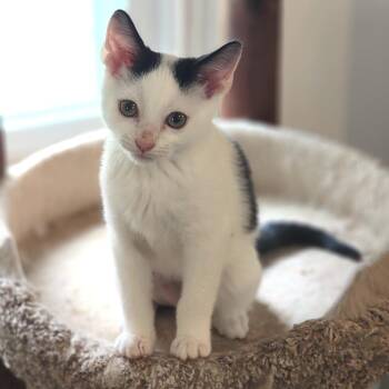Danny Devito -  Domestic Short Hair Cat for Adoption in Dixon, Illinois - Danny Devito | PetCurious