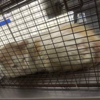 IVHS-Stray-141427 -  Domestic Medium Hair Cat for Adoption in San Gabriel, California - IVHS-Stray-141427 | PetCurious