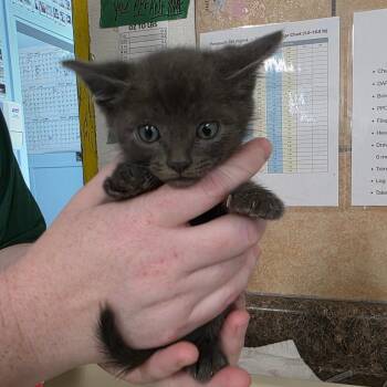 Domestic Short Hair Cats Available for Adoption in Eureka Springs, Arkansas - Falcon | PetCurious